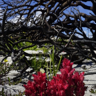 Hyobanche sanguinea